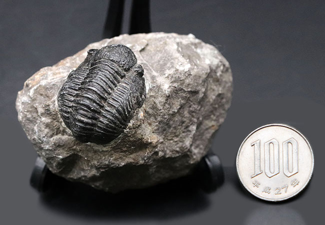 モロッコ産のデボン紀の三葉虫、ゲラストス(Gerastos)(その11)