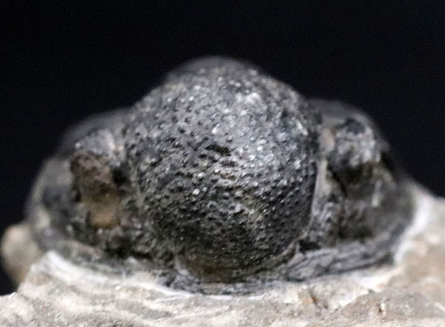 モロッコ産のデボン紀の三葉虫、ゲラストス(Gerastos)(その3)
