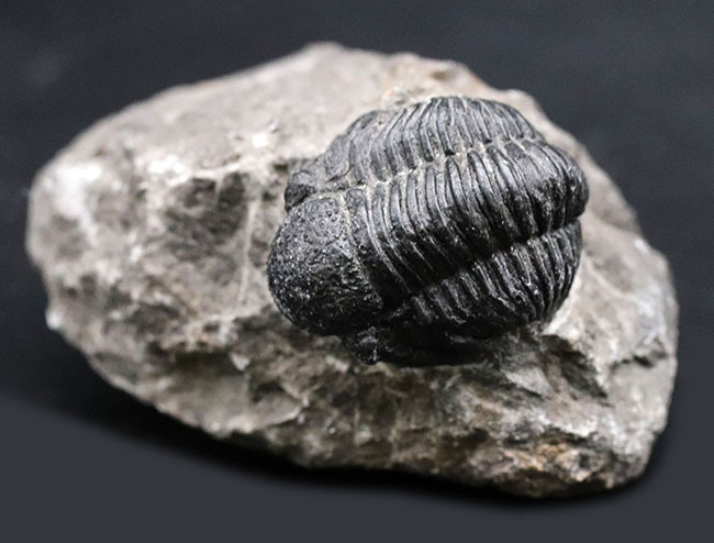 モロッコ産のデボン紀の三葉虫、ゲラストス(Gerastos)(その4)