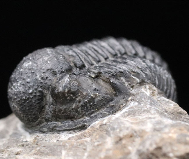 モロッコ産のデボン紀の三葉虫、ゲラストス(Gerastos)(その5)