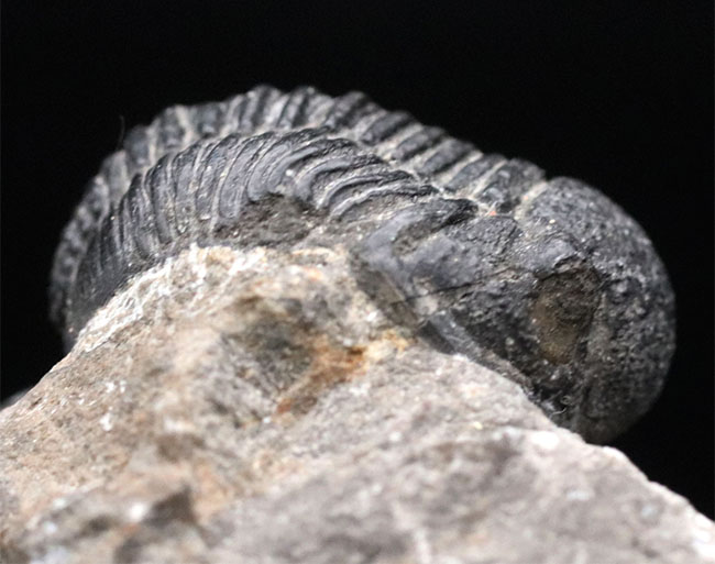モロッコ産のデボン紀の三葉虫、ゲラストス(Gerastos)(その7)