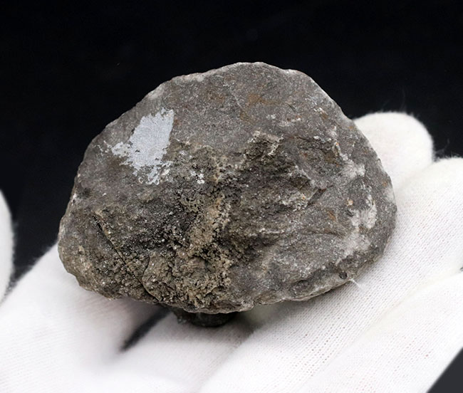 モロッコ産のデボン紀の三葉虫、ゲラストス(Gerastos)(その8)