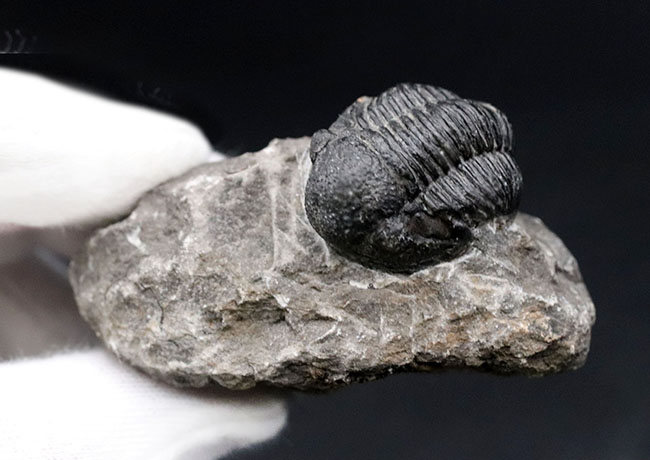 モロッコ産のデボン紀の三葉虫、ゲラストス(Gerastos)(その9)
