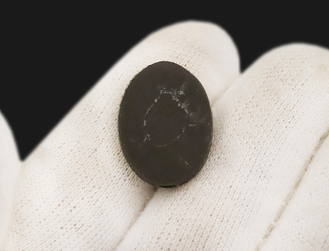 希少色のブルー&パープルを呈します!カナダ・アルバータ州の大地が生んだ、生物起源の希少な宝石……アンモライト(Ammolite)のカボション(その4)