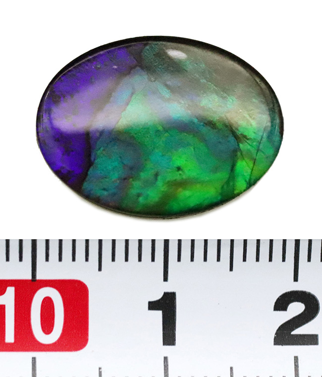 希少色のブルー&パープルを呈します!カナダ・アルバータ州の大地が生んだ、生物起源の希少な宝石……アンモライト(Ammolite)のカボション(その5)