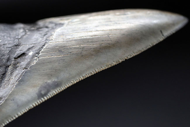 特筆すべき、すこぶる上質なセレーションとカラフルなエナメル質を保持したメガロドン（Carcharodon megalodon）の歯化石（その11）