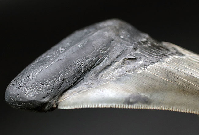 特筆すべき、すこぶる上質なセレーションとカラフルなエナメル質を保持したメガロドン（Carcharodon megalodon）の歯化石（その12）