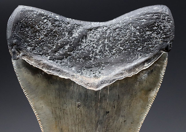 特筆すべき、すこぶる上質なセレーションとカラフルなエナメル質を保持したメガロドン（Carcharodon megalodon）の歯化石（その13）