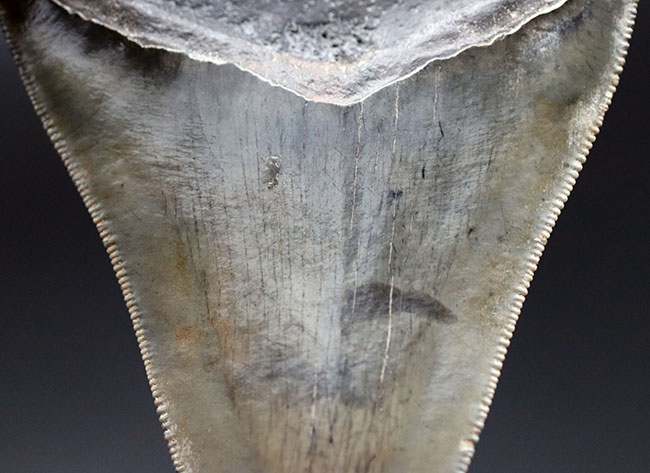 特筆すべき、すこぶる上質なセレーションとカラフルなエナメル質を保持したメガロドン（Carcharodon megalodon）の歯化石（その14）
