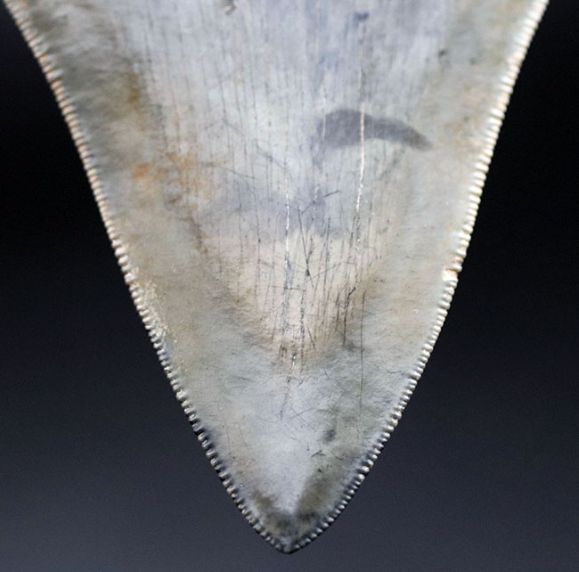 特筆すべき、すこぶる上質なセレーションとカラフルなエナメル質を保持したメガロドン（Carcharodon megalodon）の歯化石（その15）
