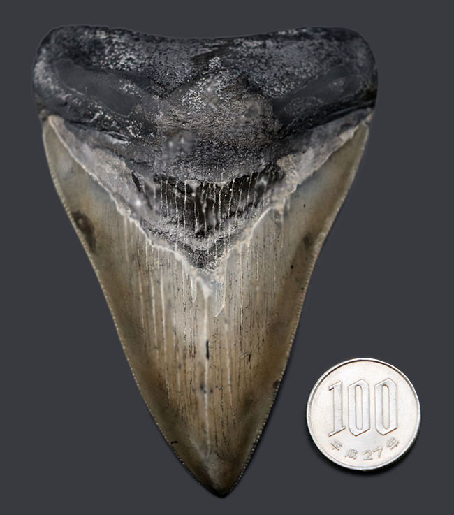 特筆すべき、すこぶる上質なセレーションとカラフルなエナメル質を保持したメガロドン（Carcharodon megalodon）の歯化石（その16）