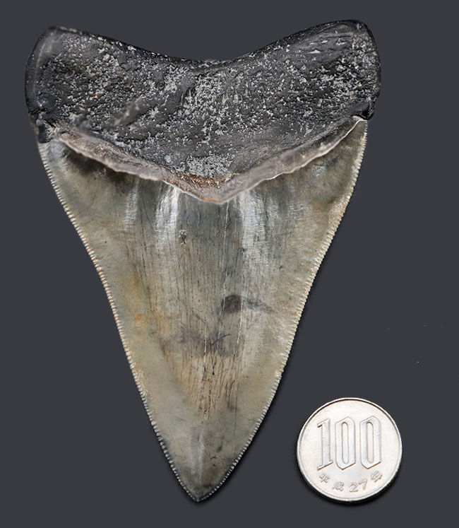 特筆すべき、すこぶる上質なセレーションとカラフルなエナメル質を保持したメガロドン（Carcharodon megalodon）の歯化石（その17）