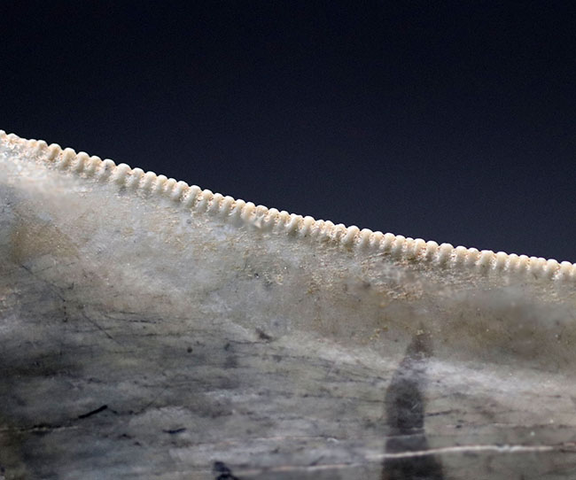 特筆すべき、すこぶる上質なセレーションとカラフルなエナメル質を保持したメガロドン（Carcharodon megalodon）の歯化石（その7）