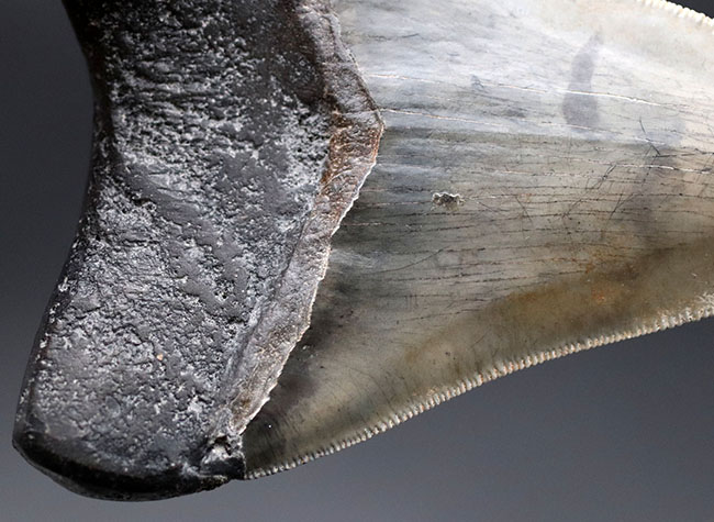 特筆すべき、すこぶる上質なセレーションとカラフルなエナメル質を保持したメガロドン（Carcharodon megalodon）の歯化石（その9）