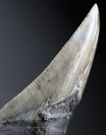 特筆すべき、すこぶる上質なセレーションとカラフルなエナメル質を保持したメガロドン（Carcharodon megalodon）の歯化石
