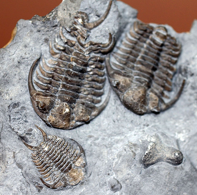 貴重なセラウルス・グロブラトゥス(Ceraurus globulatus)のマルチ(3体)プレート標本!(その1)