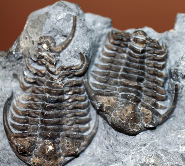 貴重なセラウルス・グロブラトゥス(Ceraurus globulatus)のマルチ(3体)プレート標本!(その11)