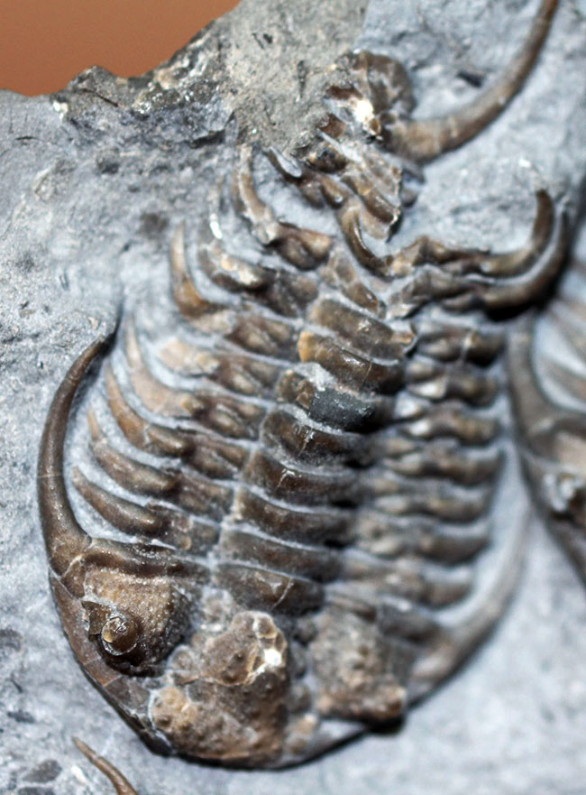 貴重なセラウルス・グロブラトゥス(Ceraurus globulatus)のマルチ(3体)プレート標本!(その12)