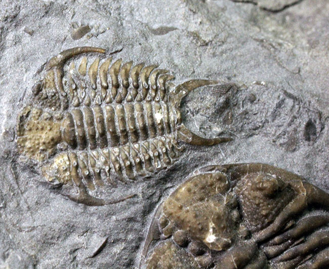 貴重なセラウルス・グロブラトゥス(Ceraurus globulatus)のマルチ(3体)プレート標本!(その13)