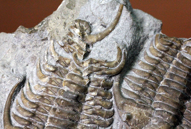 貴重なセラウルス・グロブラトゥス（Ceraurus globulatus）のマルチ（３体）プレート標本！（その14）