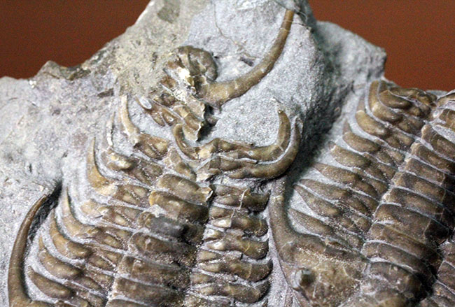 貴重なセラウルス・グロブラトゥス(Ceraurus globulatus)のマルチ(3体)プレート標本!(その14)