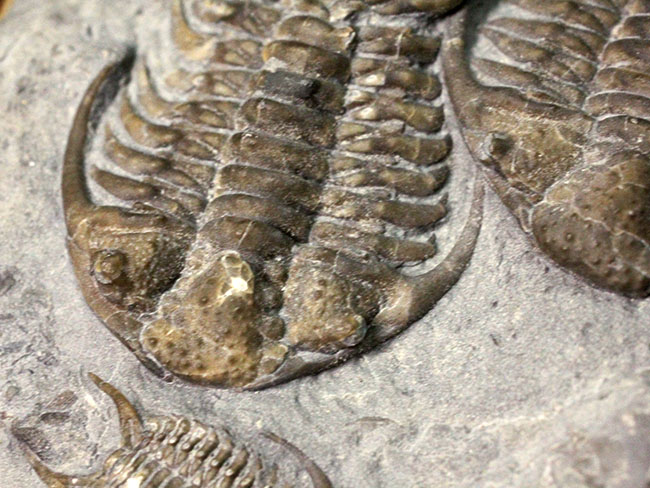 貴重なセラウルス・グロブラトゥス(Ceraurus globulatus)のマルチ(3体)プレート標本!(その15)
