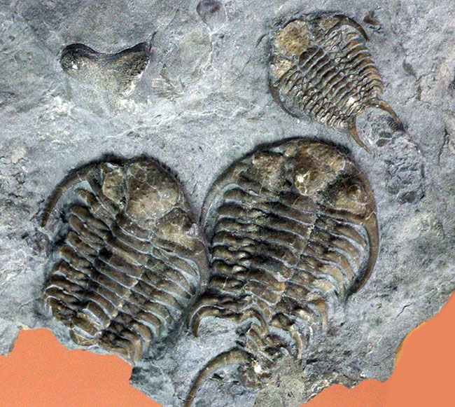 貴重なセラウルス・グロブラトゥス(Ceraurus globulatus)のマルチ(3体)プレート標本!(その5)