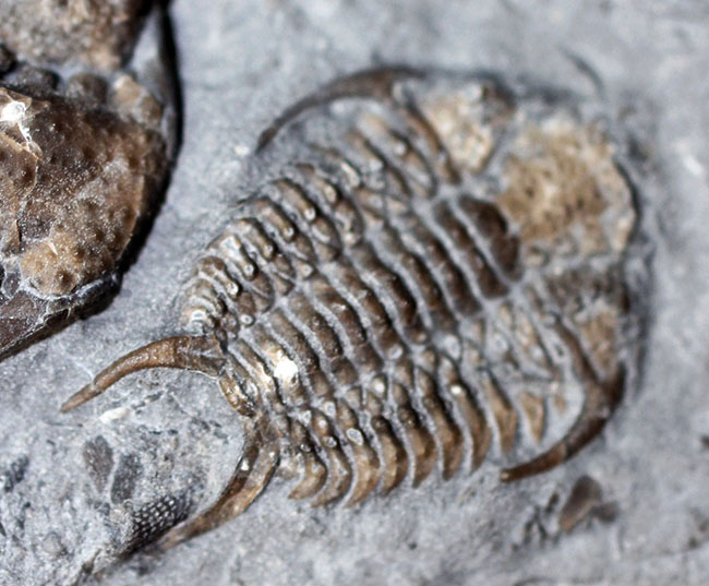 貴重なセラウルス・グロブラトゥス(Ceraurus globulatus)のマルチ(3体)プレート標本!(その6)
