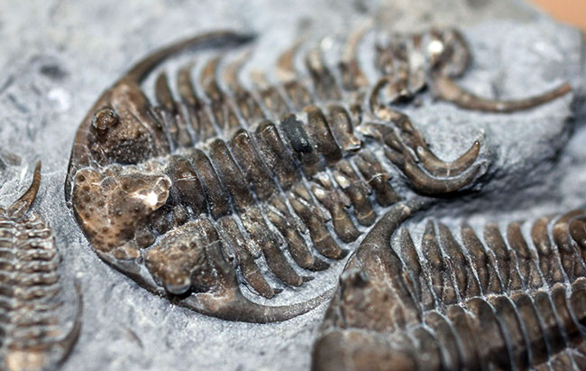 貴重なセラウルス・グロブラトゥス(Ceraurus globulatus)のマルチ(3体)プレート標本!(その7)