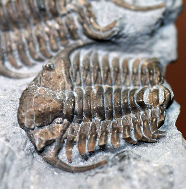 貴重なセラウルス・グロブラトゥス(Ceraurus globulatus)のマルチ(3体)プレート標本!(その8)
