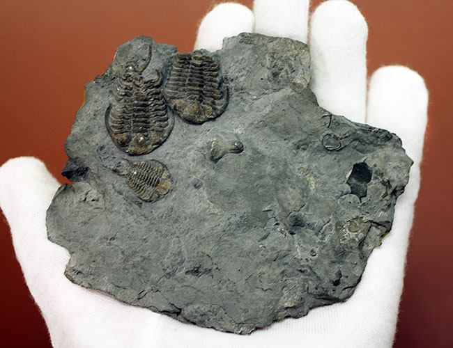 貴重なセラウルス・グロブラトゥス(Ceraurus globulatus)のマルチ(3体)プレート標本!(その9)