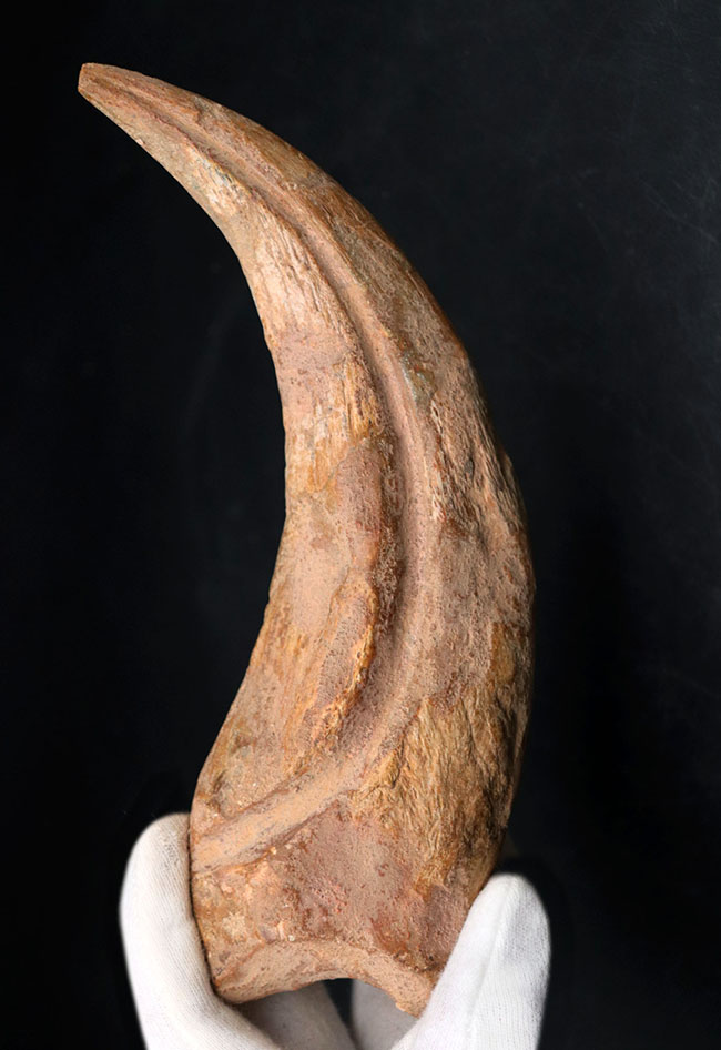 クロウ部分だけで215ミリという最大級のサイズ!!あのスピノサウルス(Spinosaurus)のハンドクロウ化石。特大、幅広、厚みあり!接骨2つ付き。(その1)
