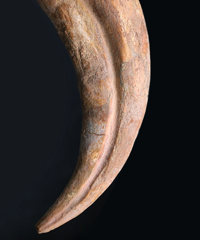 クロウ部分だけで215ミリという最大級のサイズ!!あのスピノサウルス(Spinosaurus)のハンドクロウ化石。特大、幅広、厚みあり!接骨2つ付き。(その11)