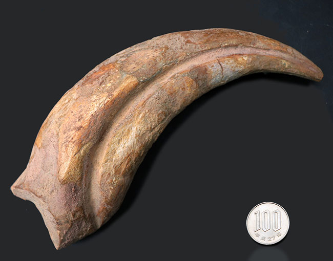 クロウ部分だけで215ミリという最大級のサイズ!!あのスピノサウルス(Spinosaurus)のハンドクロウ化石。特大、幅広、厚みあり!接骨2つ付き。(その13)
