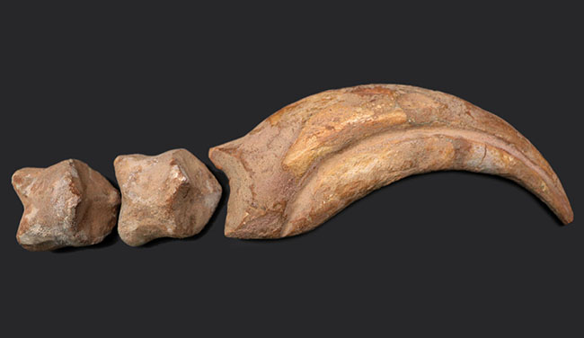クロウ部分だけで215ミリという最大級のサイズ!!あのスピノサウルス(Spinosaurus)のハンドクロウ化石。特大、幅広、厚みあり!接骨2つ付き。(その3)