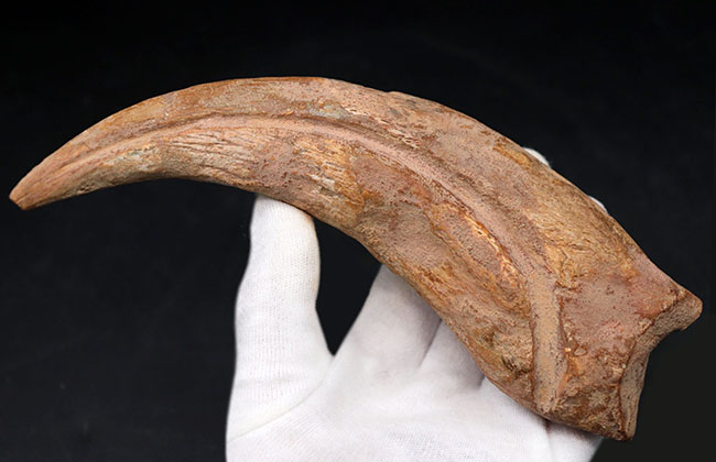 クロウ部分だけで215ミリという最大級のサイズ!!あのスピノサウルス(Spinosaurus)のハンドクロウ化石。特大、幅広、厚みあり!接骨2つ付き。(その5)