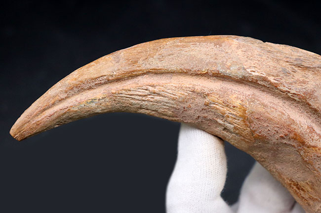 クロウ部分だけで215ミリという最大級のサイズ!!あのスピノサウルス(Spinosaurus)のハンドクロウ化石。特大、幅広、厚みあり!接骨2つ付き。(その6)