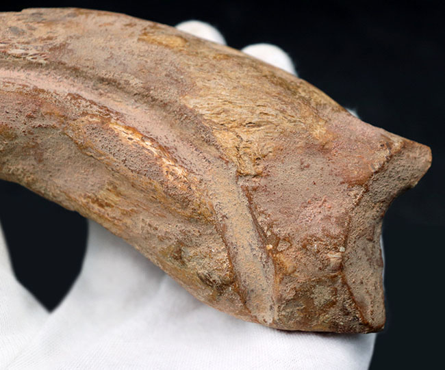 クロウ部分だけで215ミリという最大級のサイズ!!あのスピノサウルス(Spinosaurus)のハンドクロウ化石。特大、幅広、厚みあり!接骨2つ付き。(その7)