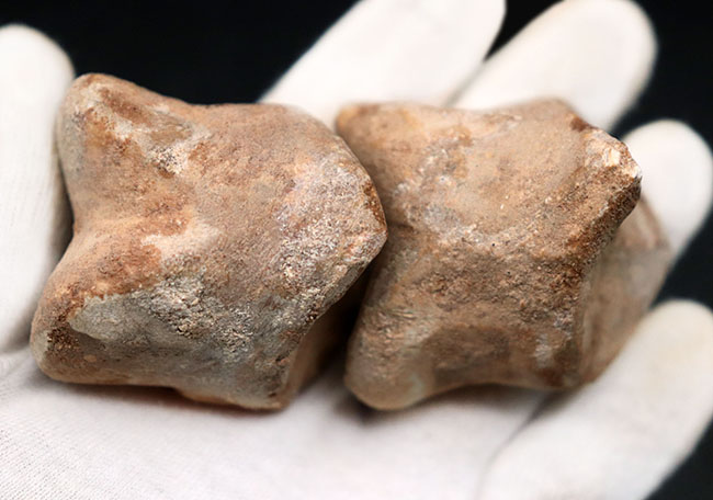 クロウ部分だけで215ミリという最大級のサイズ!!あのスピノサウルス(Spinosaurus)のハンドクロウ化石。特大、幅広、厚みあり!接骨2つ付き。(その8)