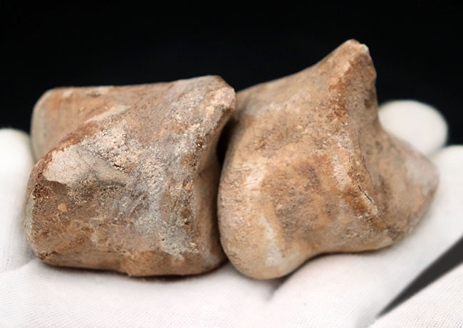 クロウ部分だけで215ミリという最大級のサイズ!!あのスピノサウルス(Spinosaurus)のハンドクロウ化石。特大、幅広、厚みあり!接骨2つ付き。(その9)