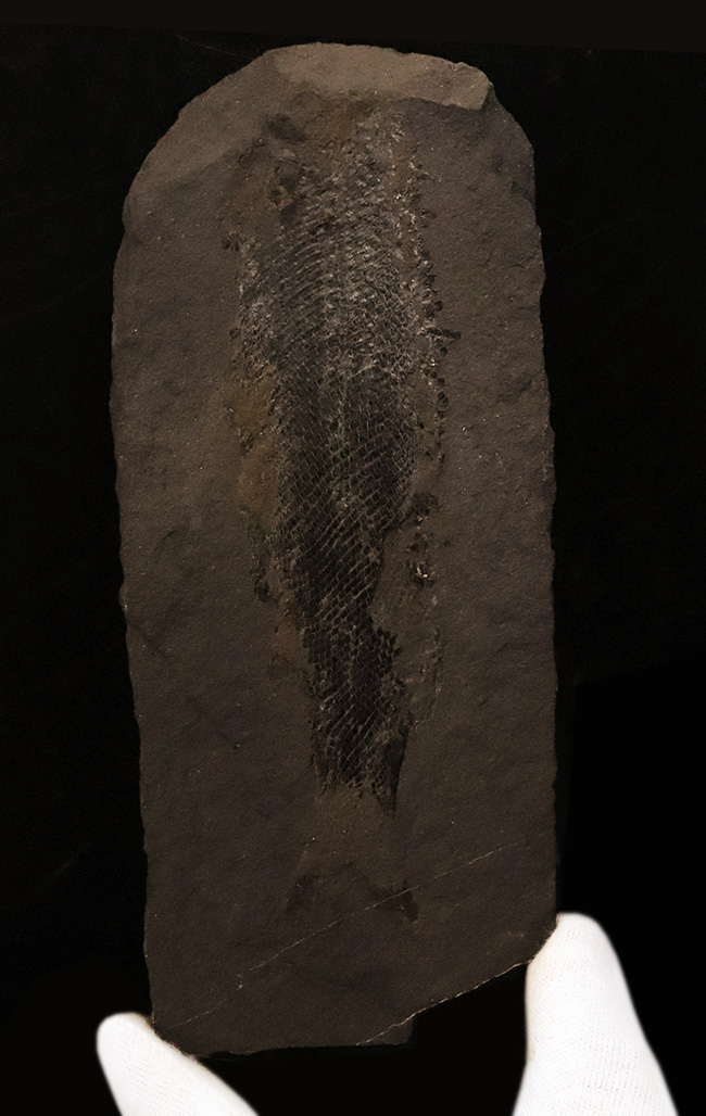 レア!非常に珍しいペルム紀の魚化石、原始的な浮き袋を持っていた希少な古代魚、パレオニスカム・フライエスレベニ(Palaeoniscum freieslebeni)の全身化石(その1)