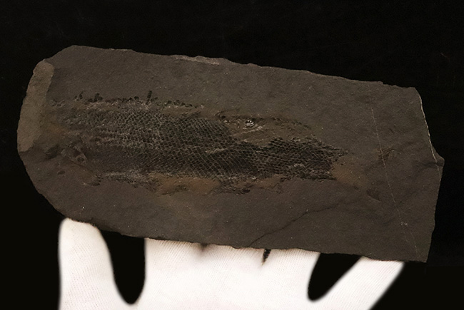 レア!非常に珍しいペルム紀の魚化石、原始的な浮き袋を持っていた希少な古代魚、パレオニスカム・フライエスレベニ(Palaeoniscum freieslebeni)の全身化石(その2)