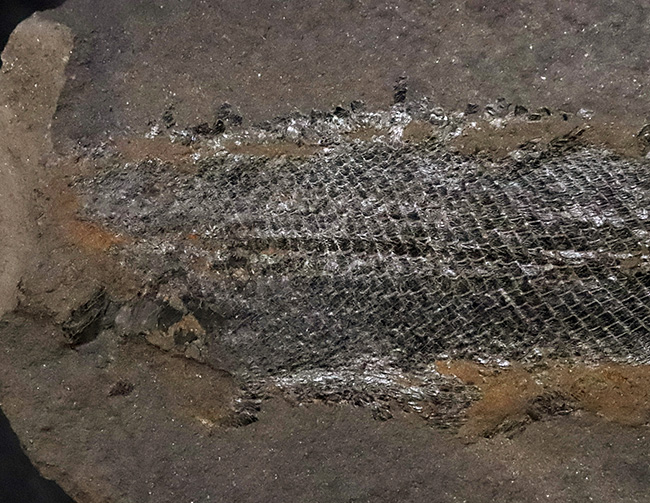 レア!非常に珍しいペルム紀の魚化石、原始的な浮き袋を持っていた希少な古代魚、パレオニスカム・フライエスレベニ(Palaeoniscum freieslebeni)の全身化石(その3)