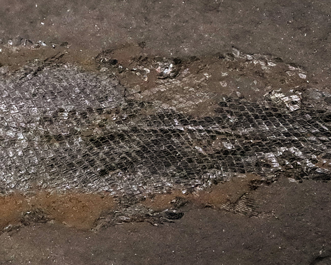 レア!非常に珍しいペルム紀の魚化石、原始的な浮き袋を持っていた希少な古代魚、パレオニスカム・フライエスレベニ(Palaeoniscum freieslebeni)の全身化石(その4)