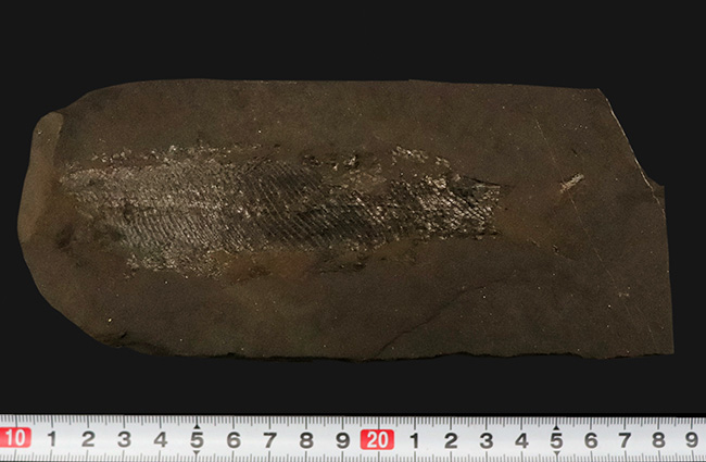 レア!非常に珍しいペルム紀の魚化石、原始的な浮き袋を持っていた希少な古代魚、パレオニスカム・フライエスレベニ(Palaeoniscum freieslebeni)の全身化石(その7)