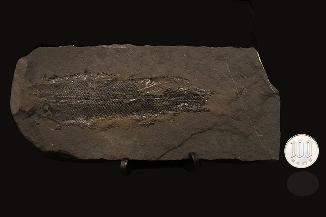 レア!非常に珍しいペルム紀の魚化石、原始的な浮き袋を持っていた希少な古代魚、パレオニスカム・フライエスレベニ(Palaeoniscum freieslebeni)の全身化石(その8)
