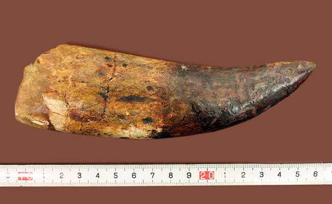 化石セブン史上最大の標本。驚愕、カーブ計測で176ミリに達するカルカロドントサウルスの歯化石。(その11)