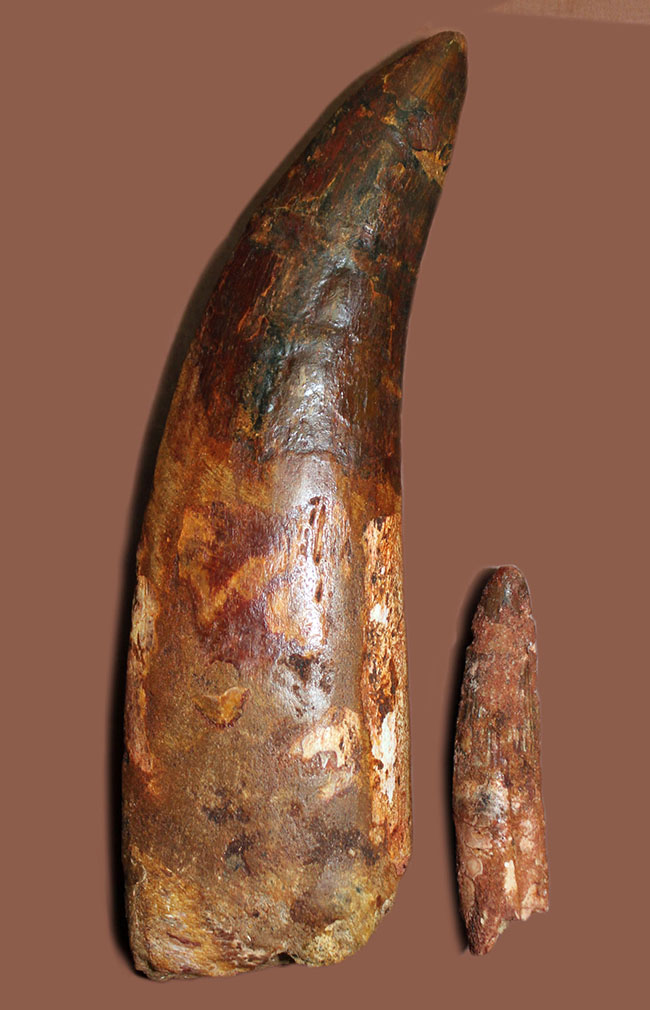 化石セブン史上最大の標本。驚愕、カーブ計測で１７６ミリに達するカルカロドントサウルスの歯化石。（その14）