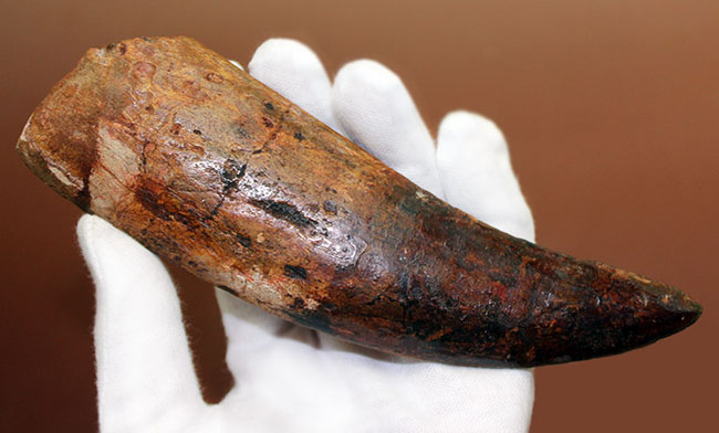 化石セブン史上最大の標本。驚愕、カーブ計測で176ミリに達するカルカロドントサウルスの歯化石。(その2)