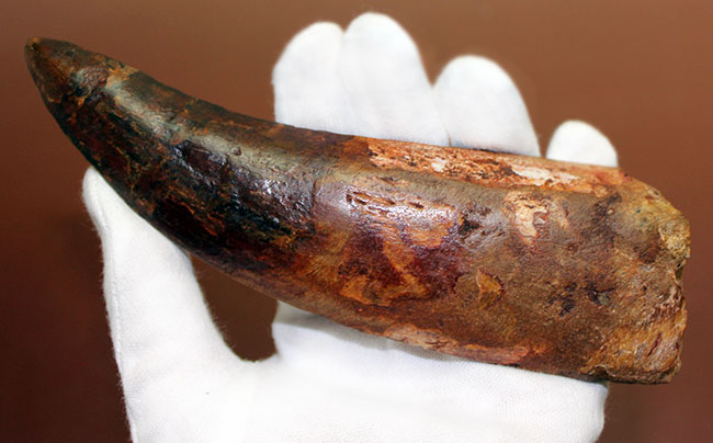 化石セブン史上最大の標本。驚愕、カーブ計測で176ミリに達するカルカロドントサウルスの歯化石。(その5)